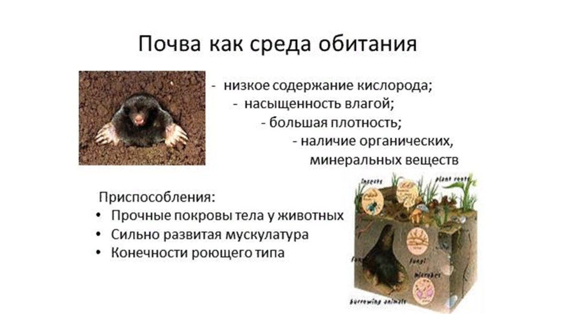 Крот обыкновенный образ жизни