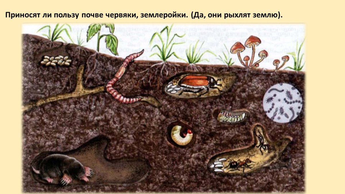 Организмы в почве