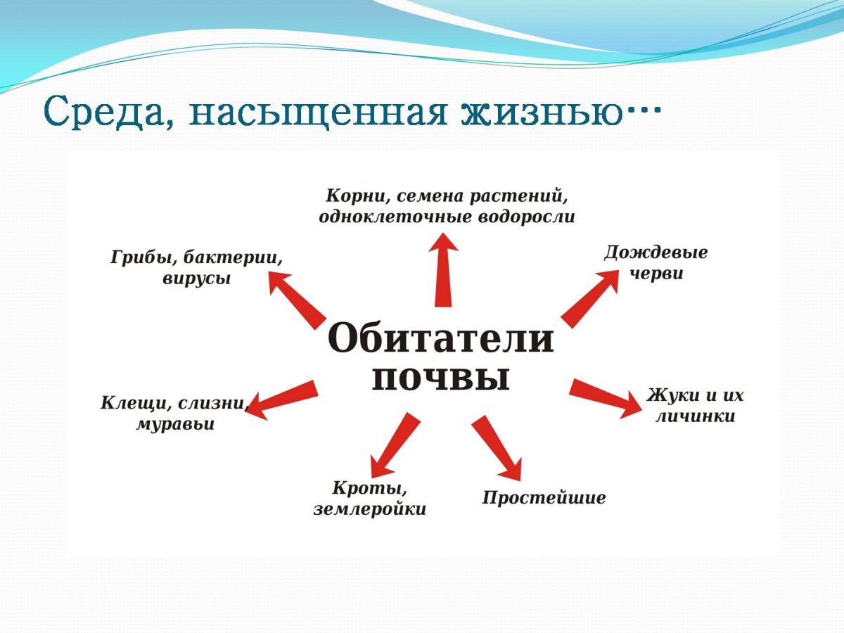 Кто в почве живет 5 класс презентация