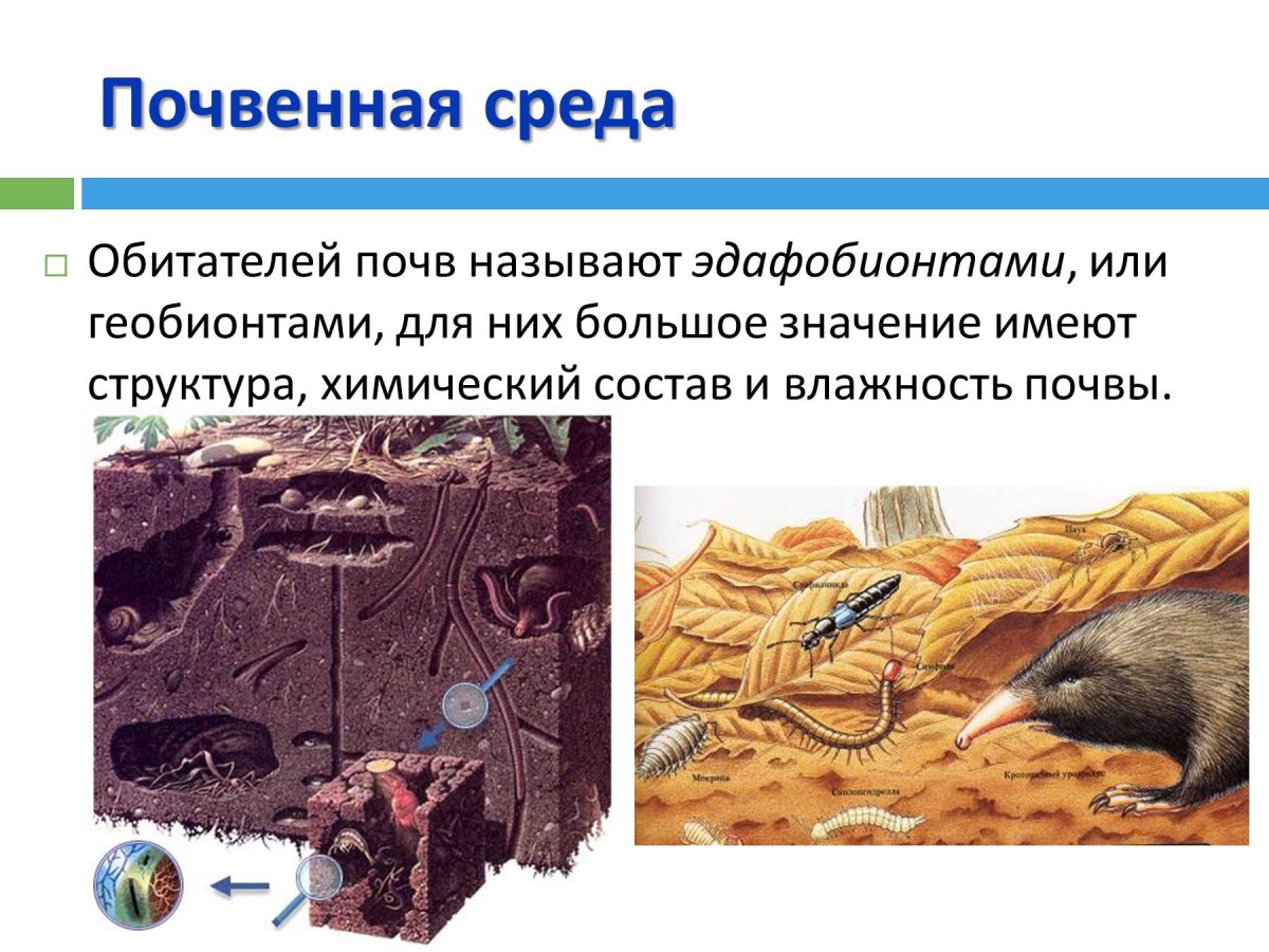 Обитатели почвы