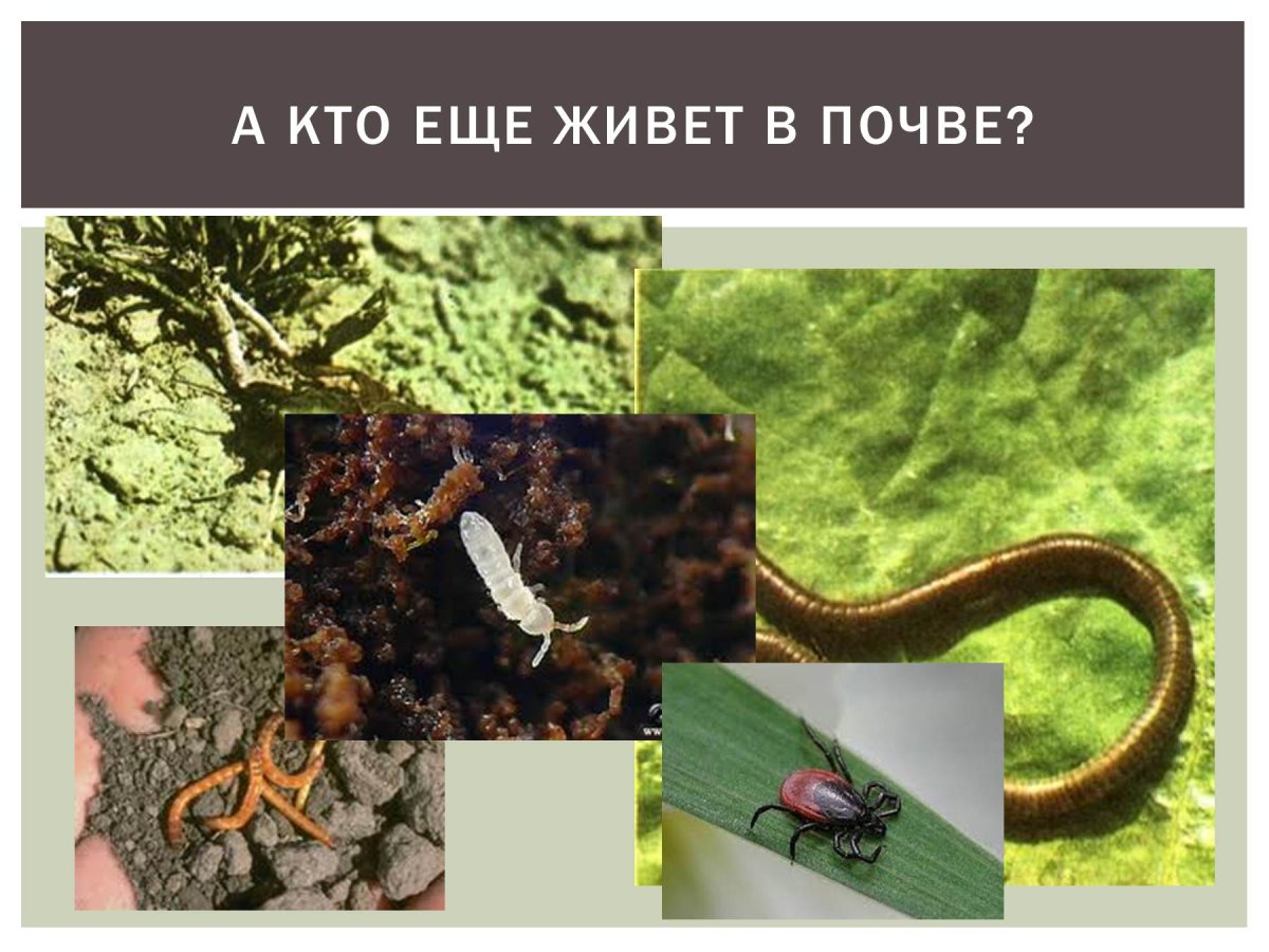 Кто живет в почве