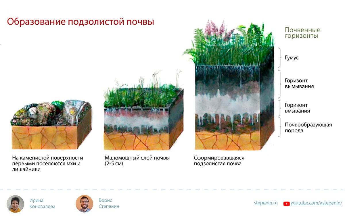 Приповерхностный слой почвы