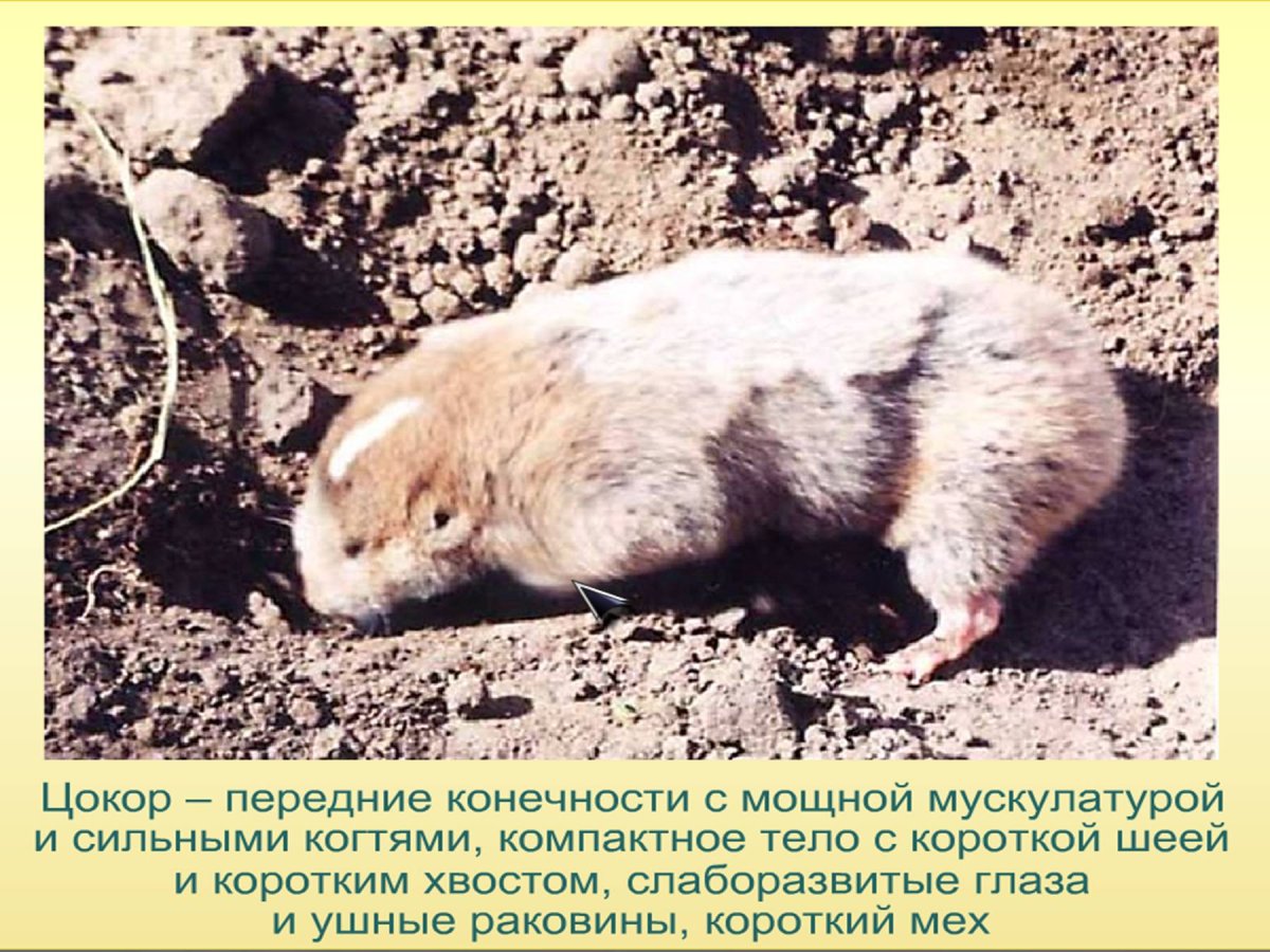 Почвенная среда обитания