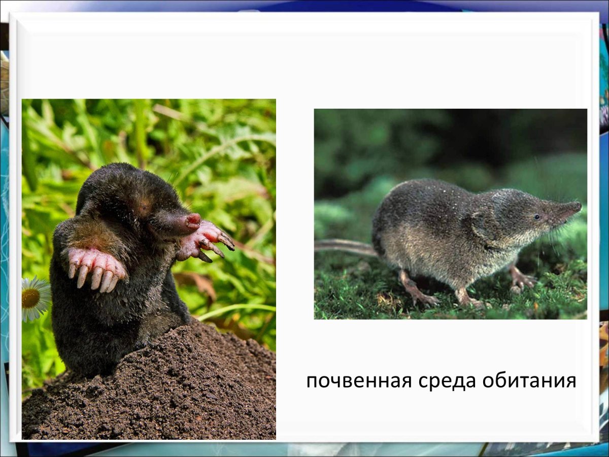 Почвенная среда обитания млекопитающих
