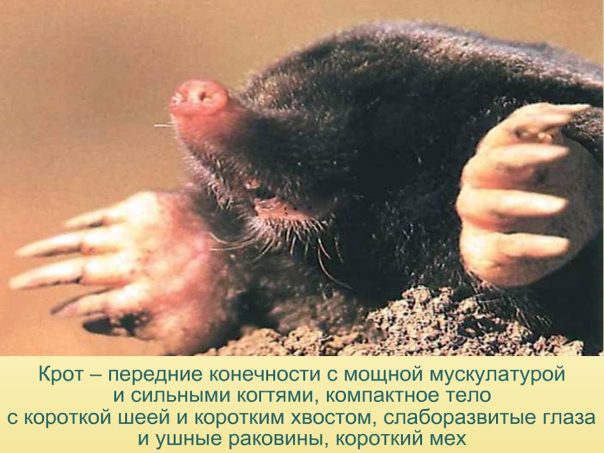Приспособления крота к почвенной среде