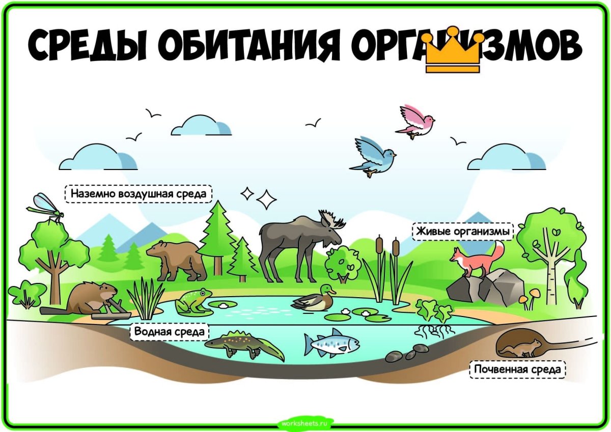 Среды обитания живых организмов