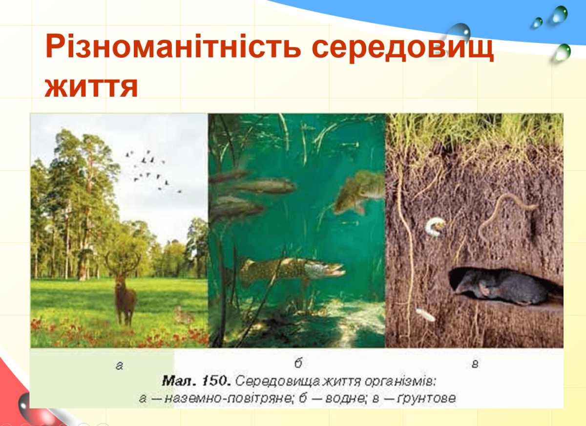Наземная среда обитания