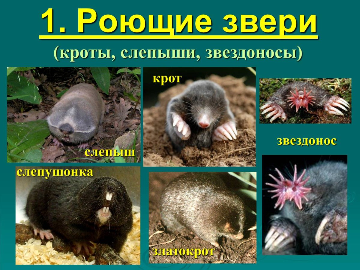 Крот слепыш