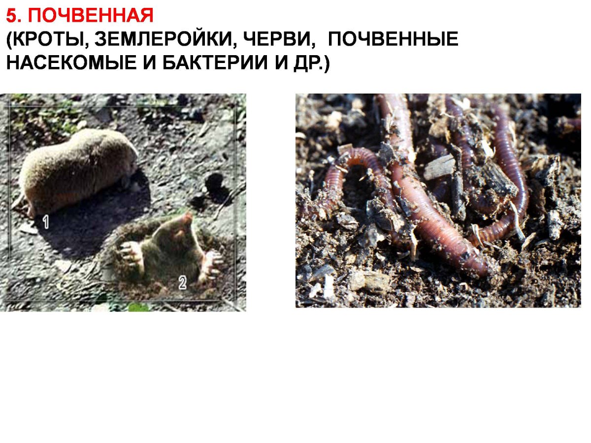 Землеройка среда обитания