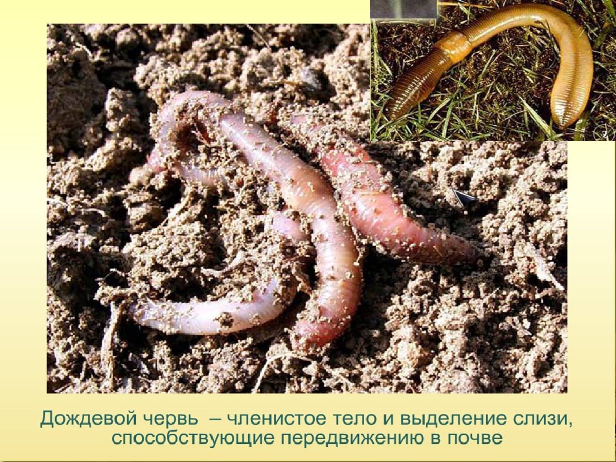 Черви обитатели почвенной среды