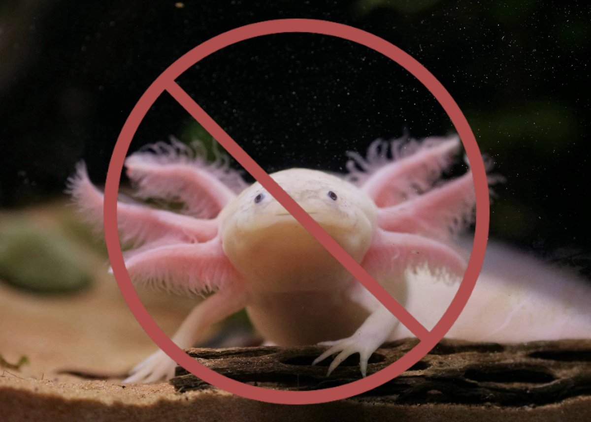 Саламандра аксолотль