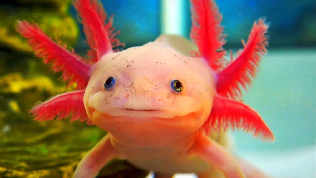 Мексиканская саламандра аксолотль