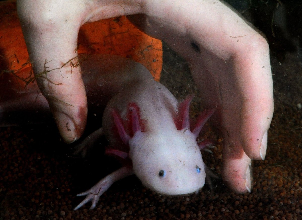 Водяной дракон аксолотль