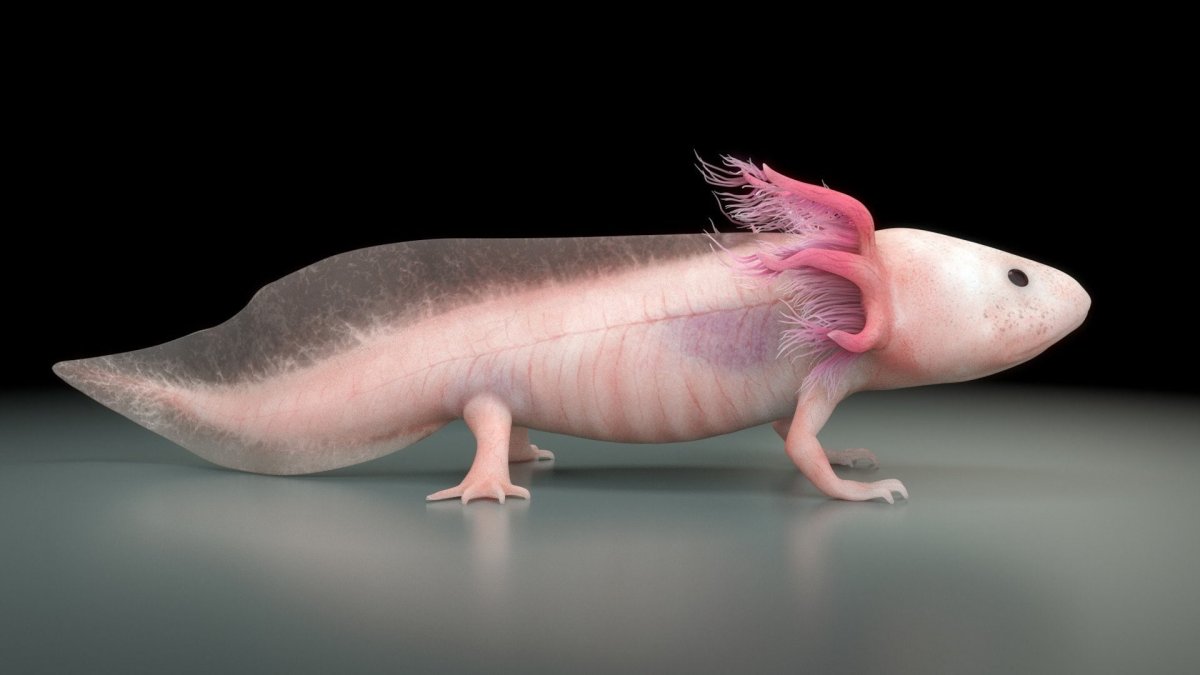 Аксолотль мексиканской амбистомы