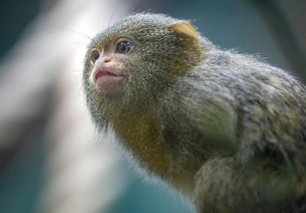 Мармозетка обезьянка