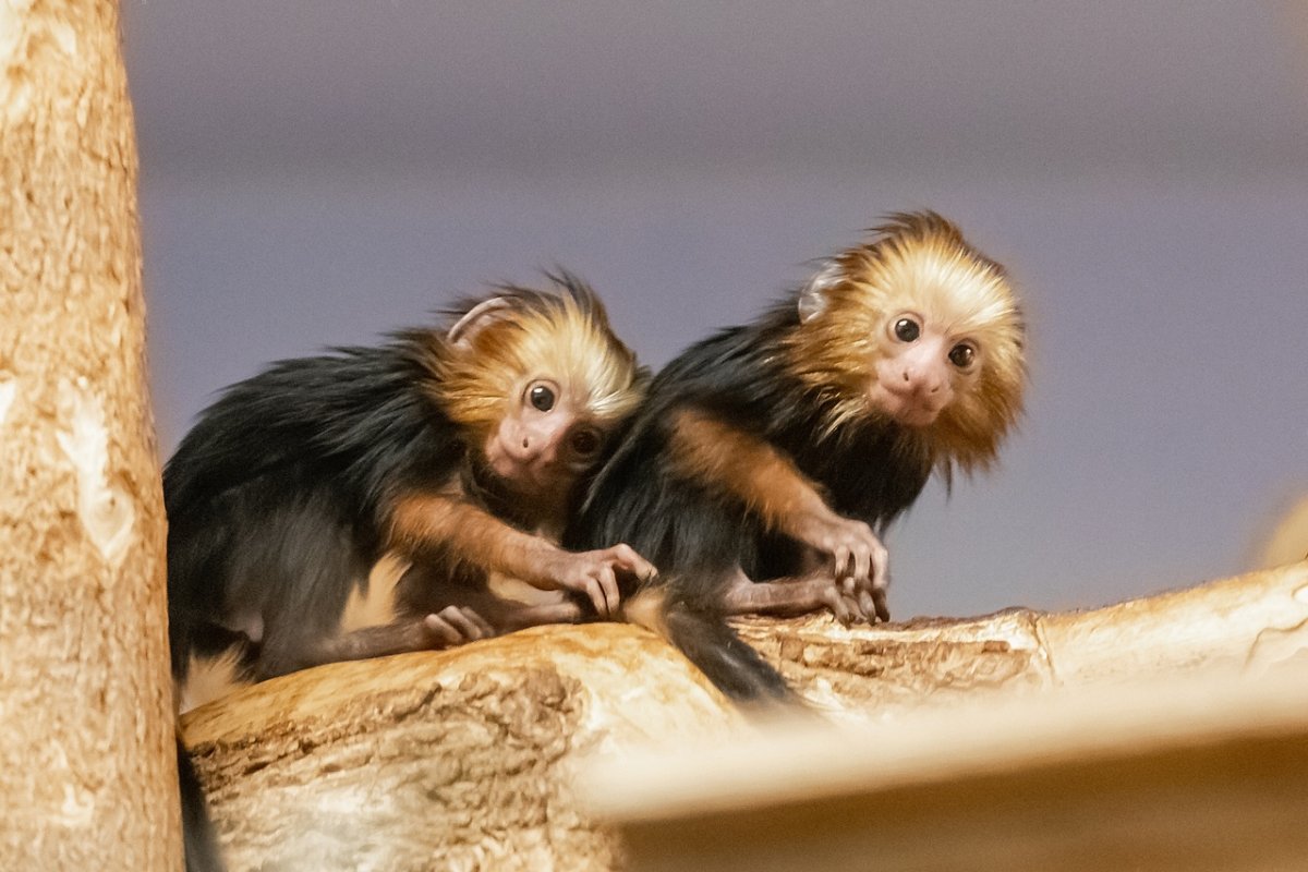 Карликовая игрунка