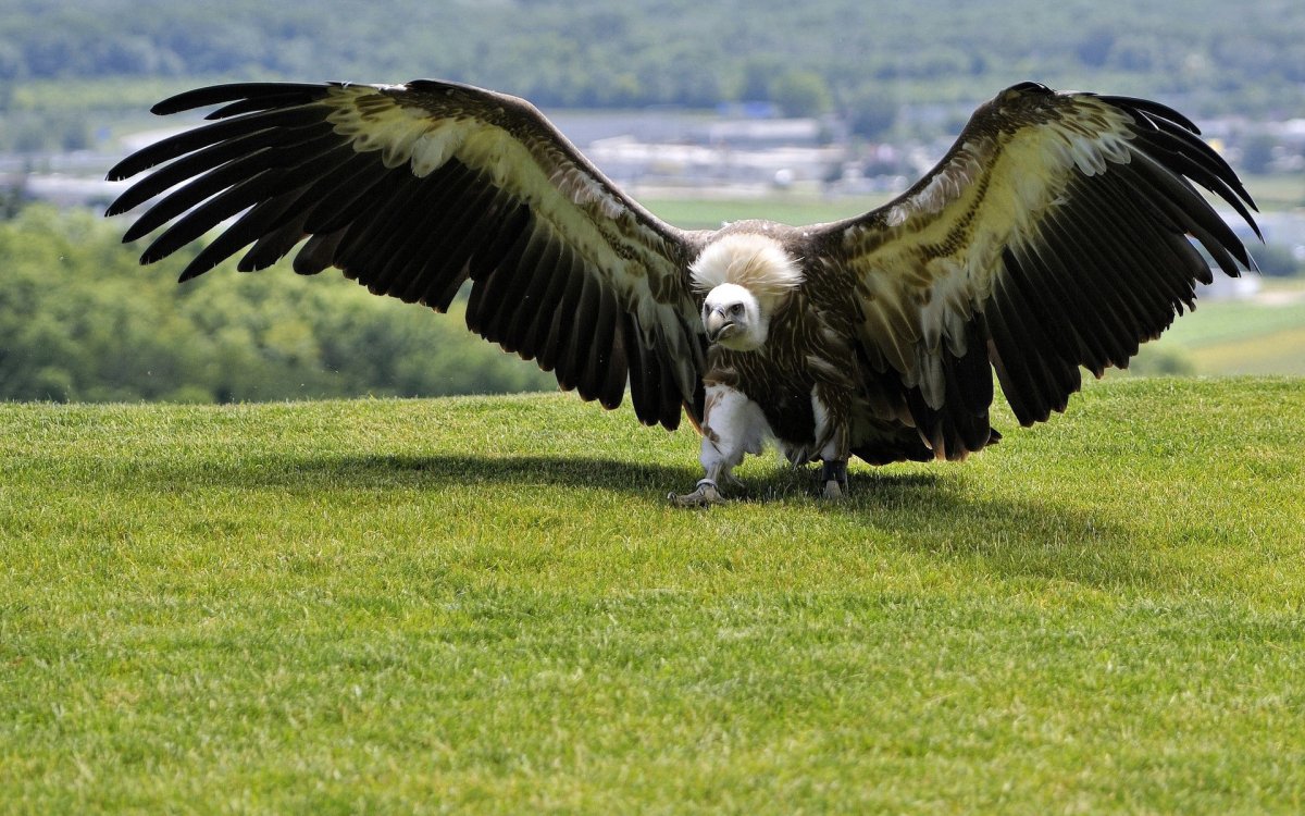Андский Кондор размах крыльев