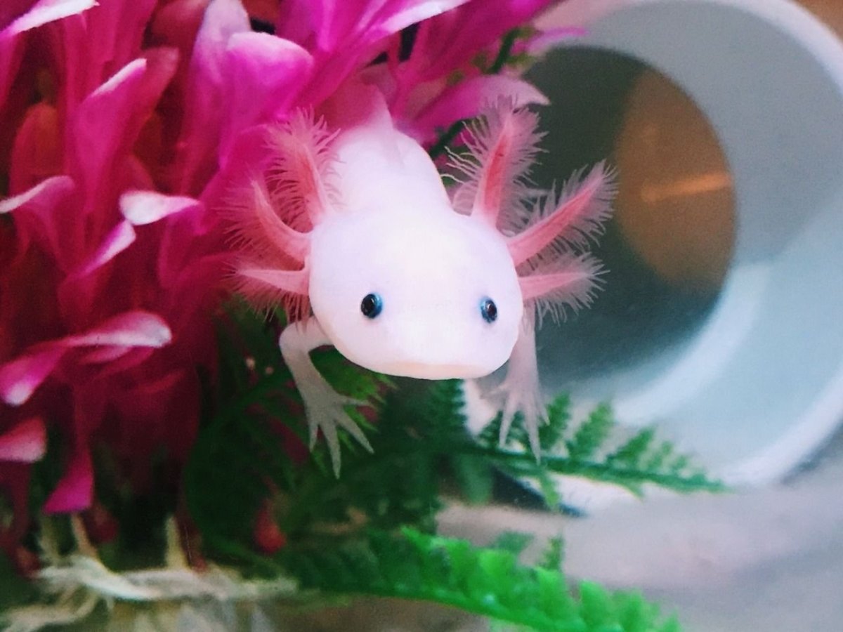 Мексиканская саламандра аксолотль