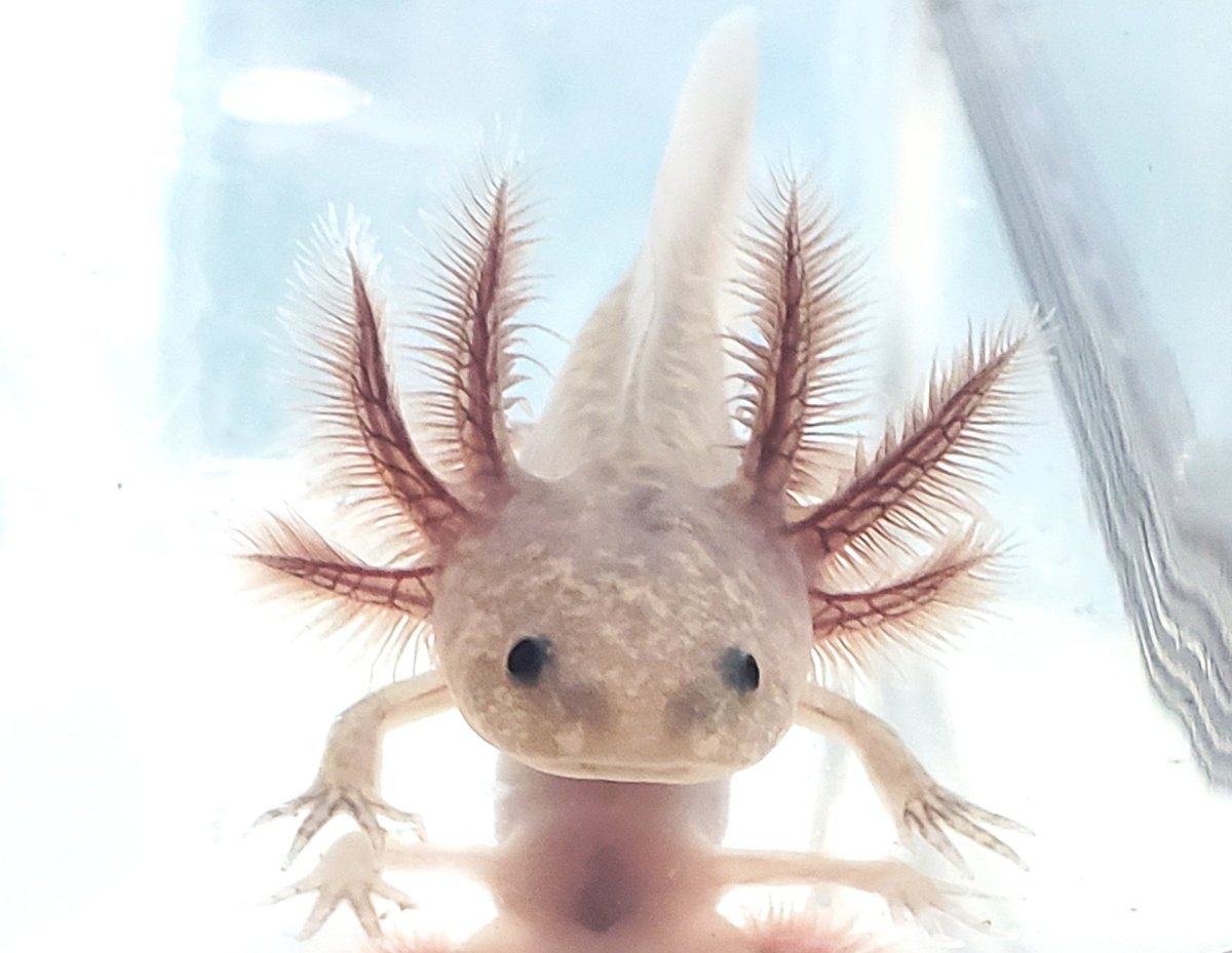 Мексиканская саламандра аксолотль прозрачный светящийся