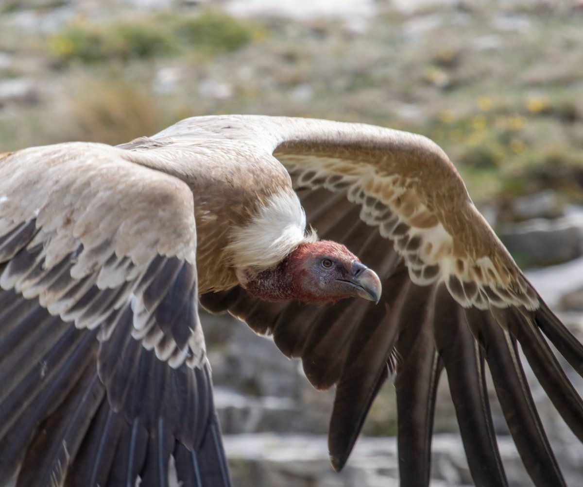 СИП белоголовый в Дагестане