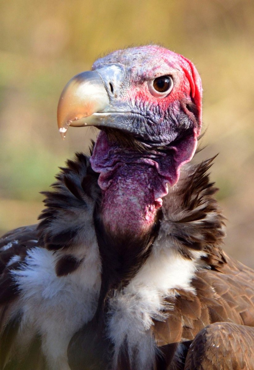 Африканский Ушастый гриф падальщик