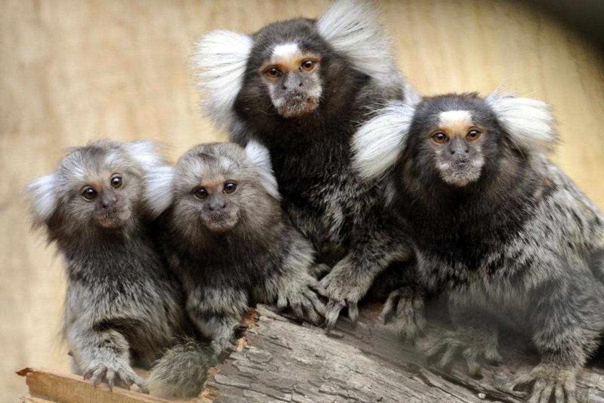 Мармозетка игрунка