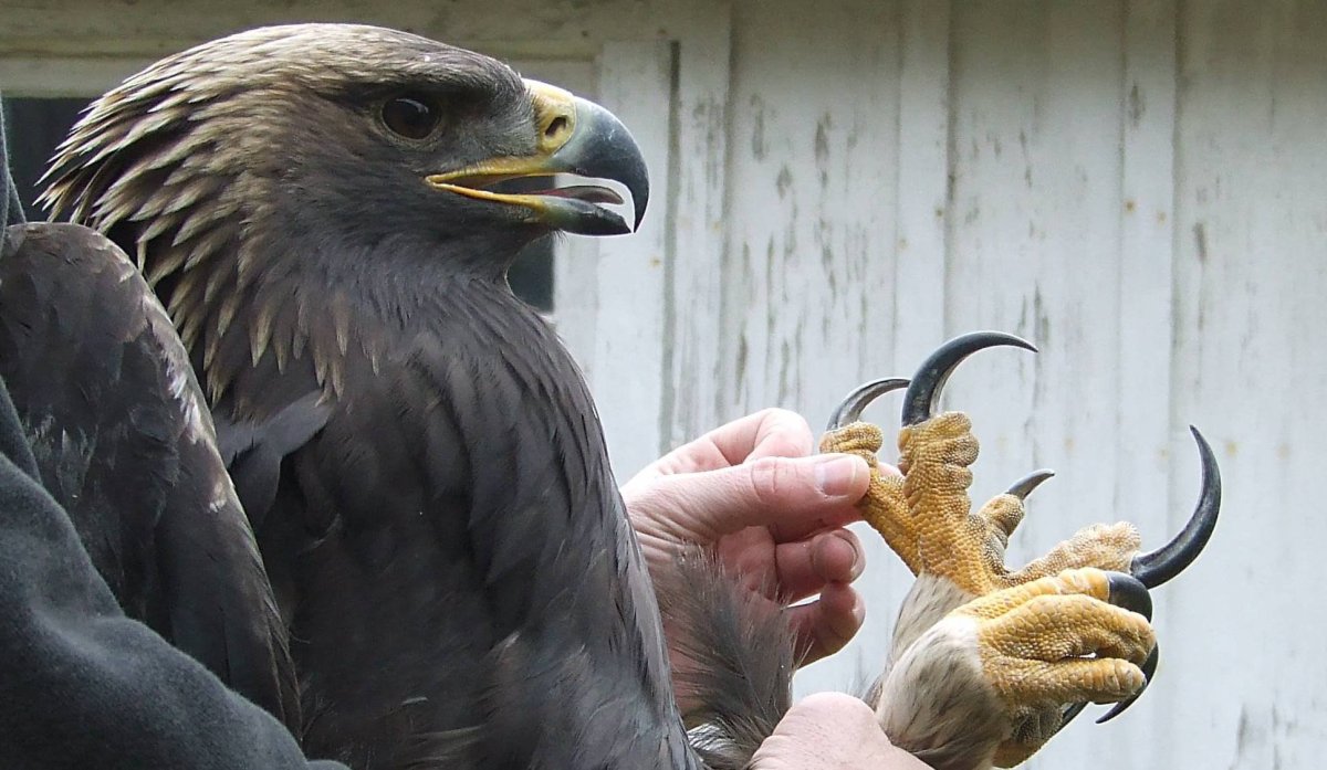 Белобрюхий Орлан