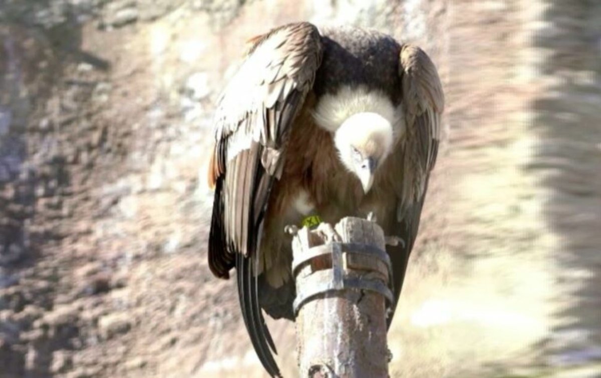 Род грифов 3 .