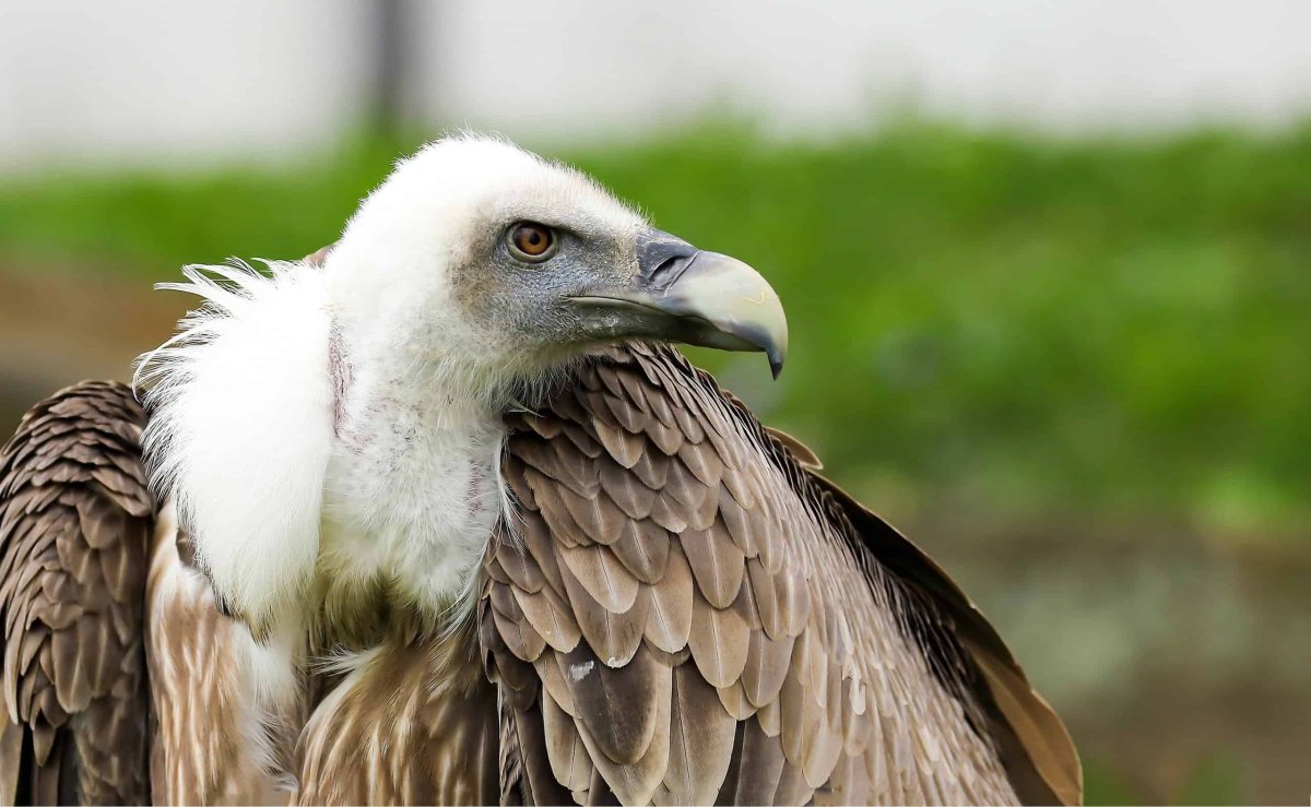 Голова грифа птицы