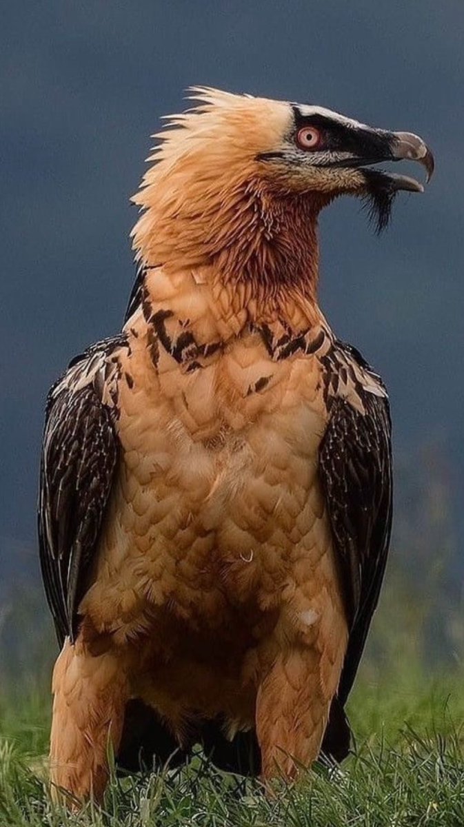 Орёл-ягнятник Бородач