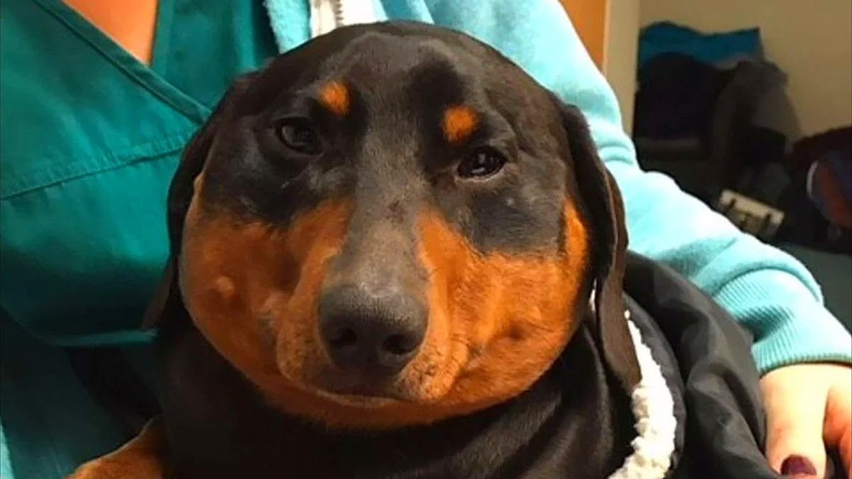 Собаку укусила пчела