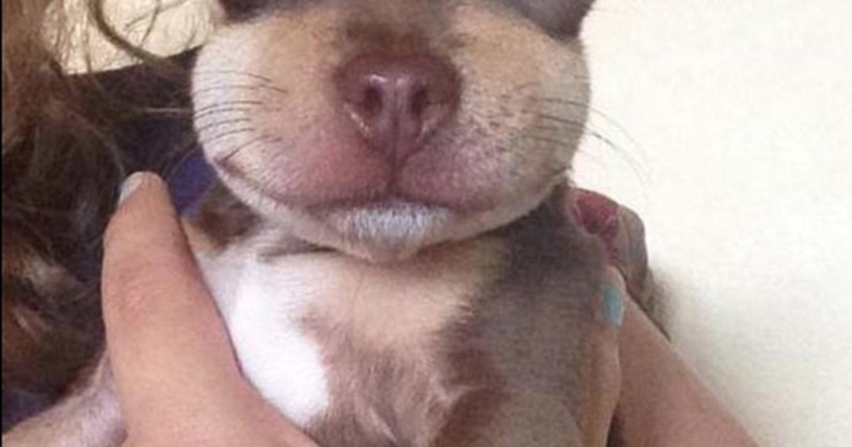 Собаку ужалила пчела