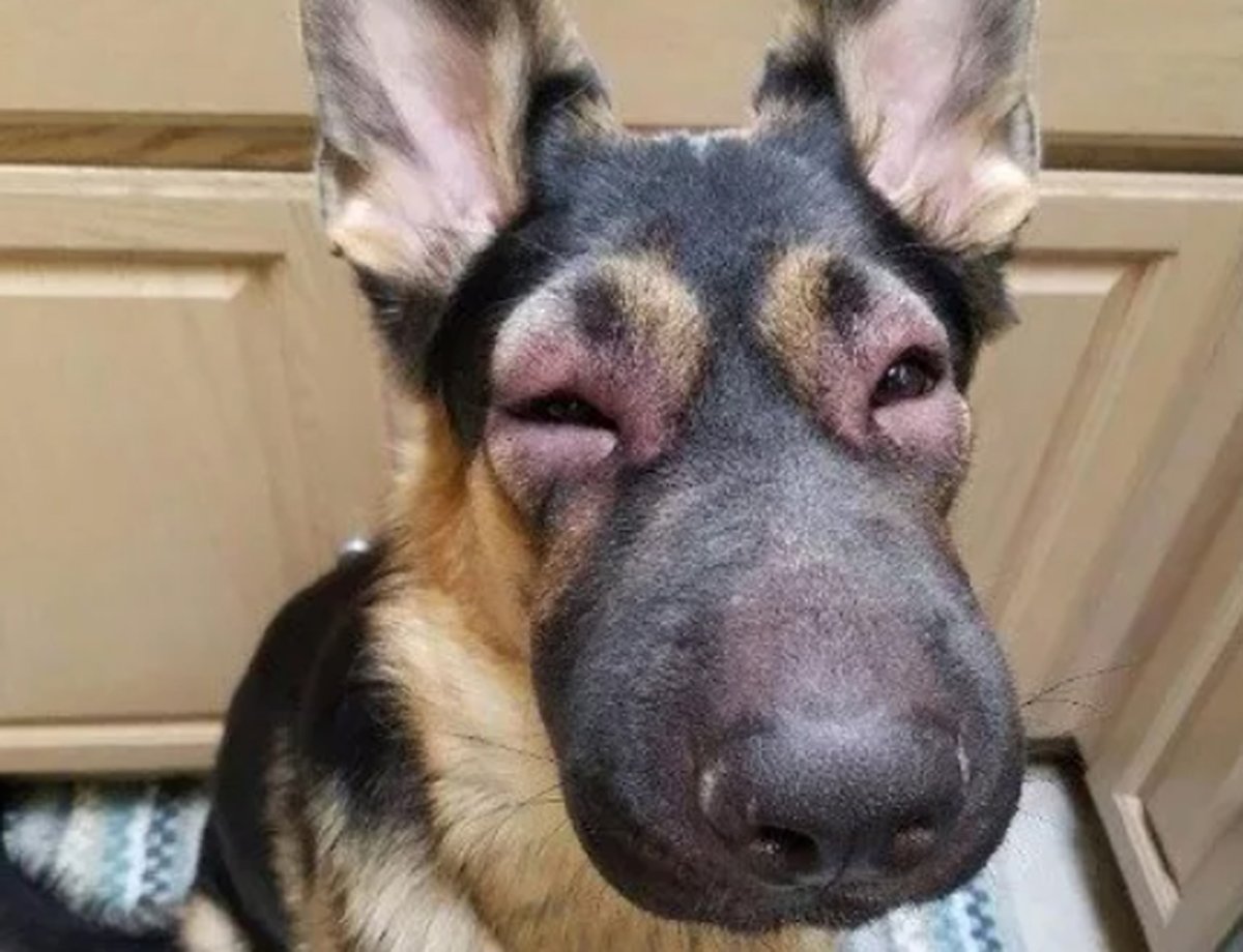 Отек квиток у животных