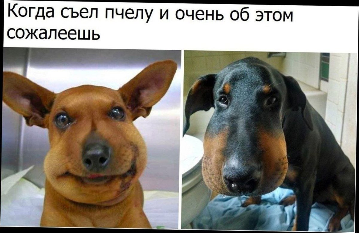 Собаку ужалила Оса