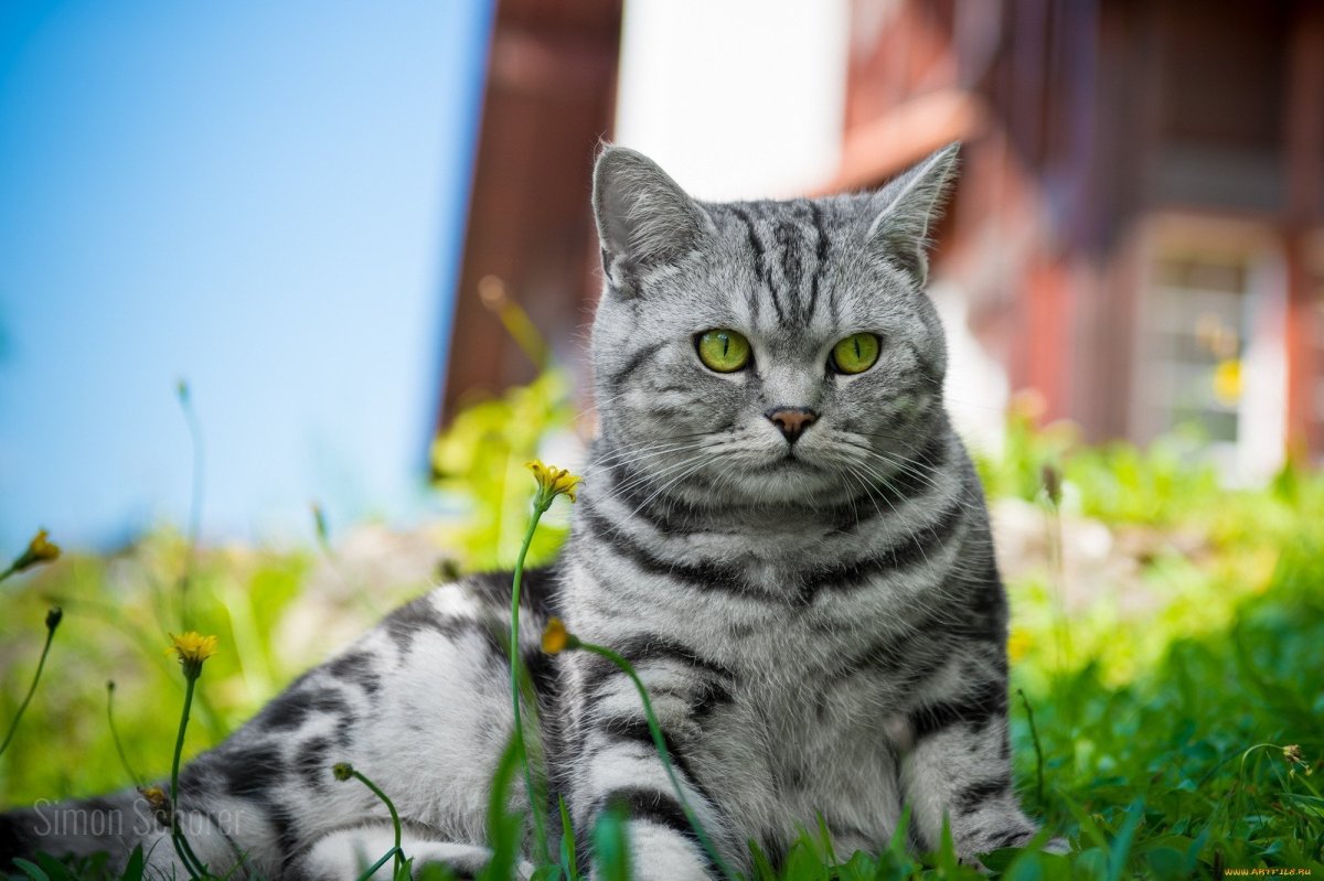 Шартрез кот полосатый