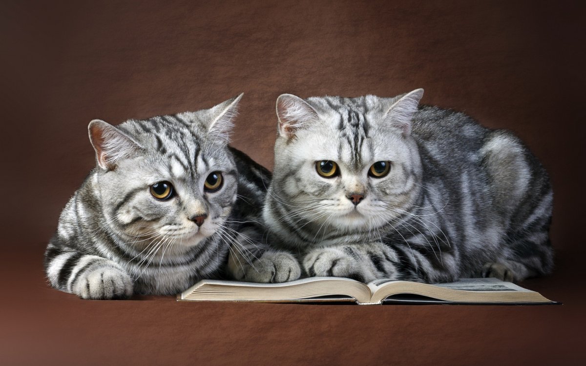 Шотландские котята прямоухие