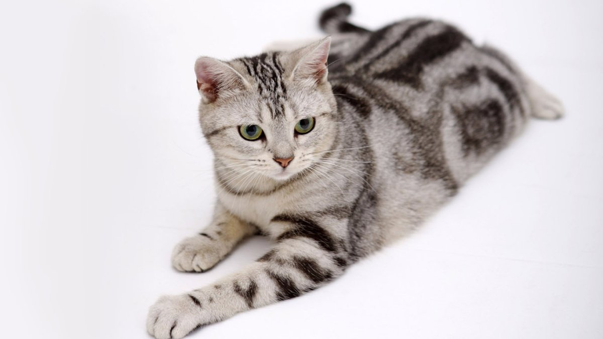 Американская короткошёрстная кошка