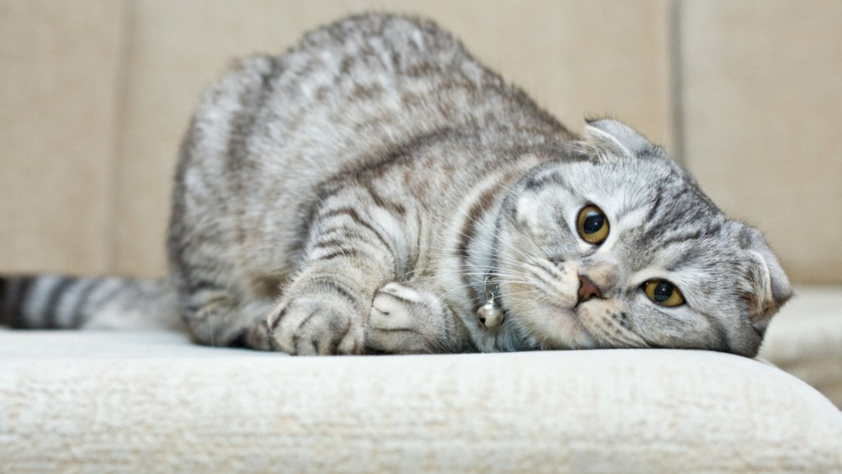 Шотландская Веселуха кошка