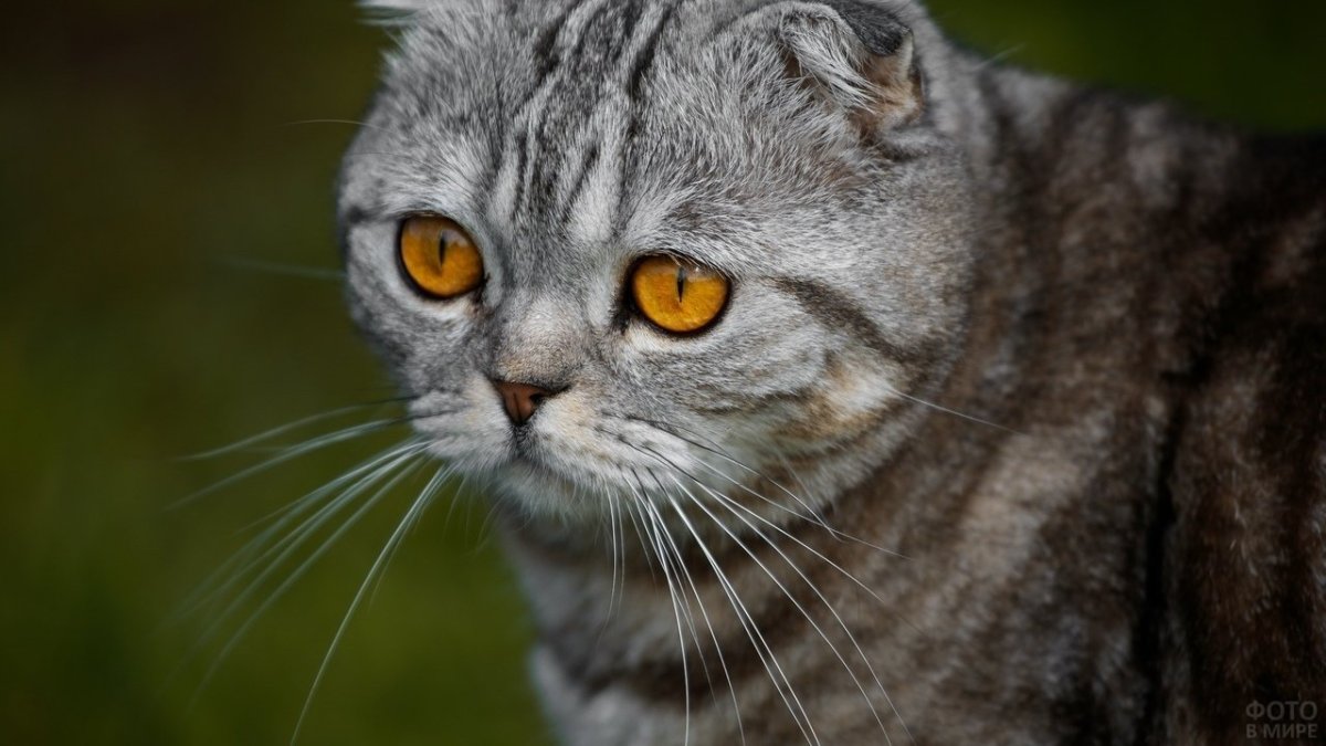 Шотландская короткошёрстная кошка вислоухая