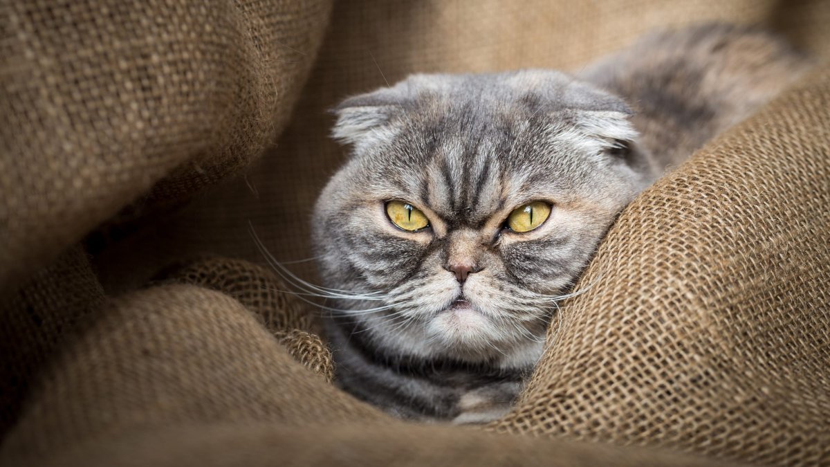 Шотландские вислоухие коты