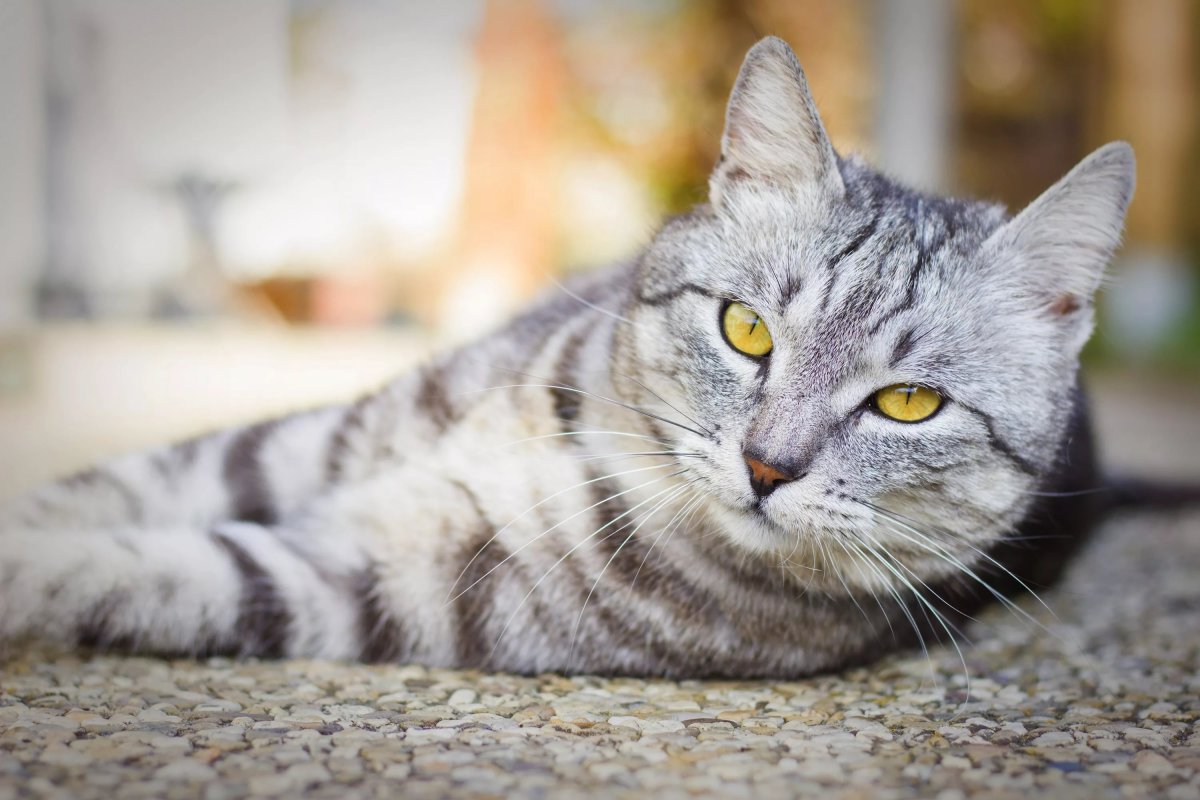 Британская кошка короткошерстная полосатая серая