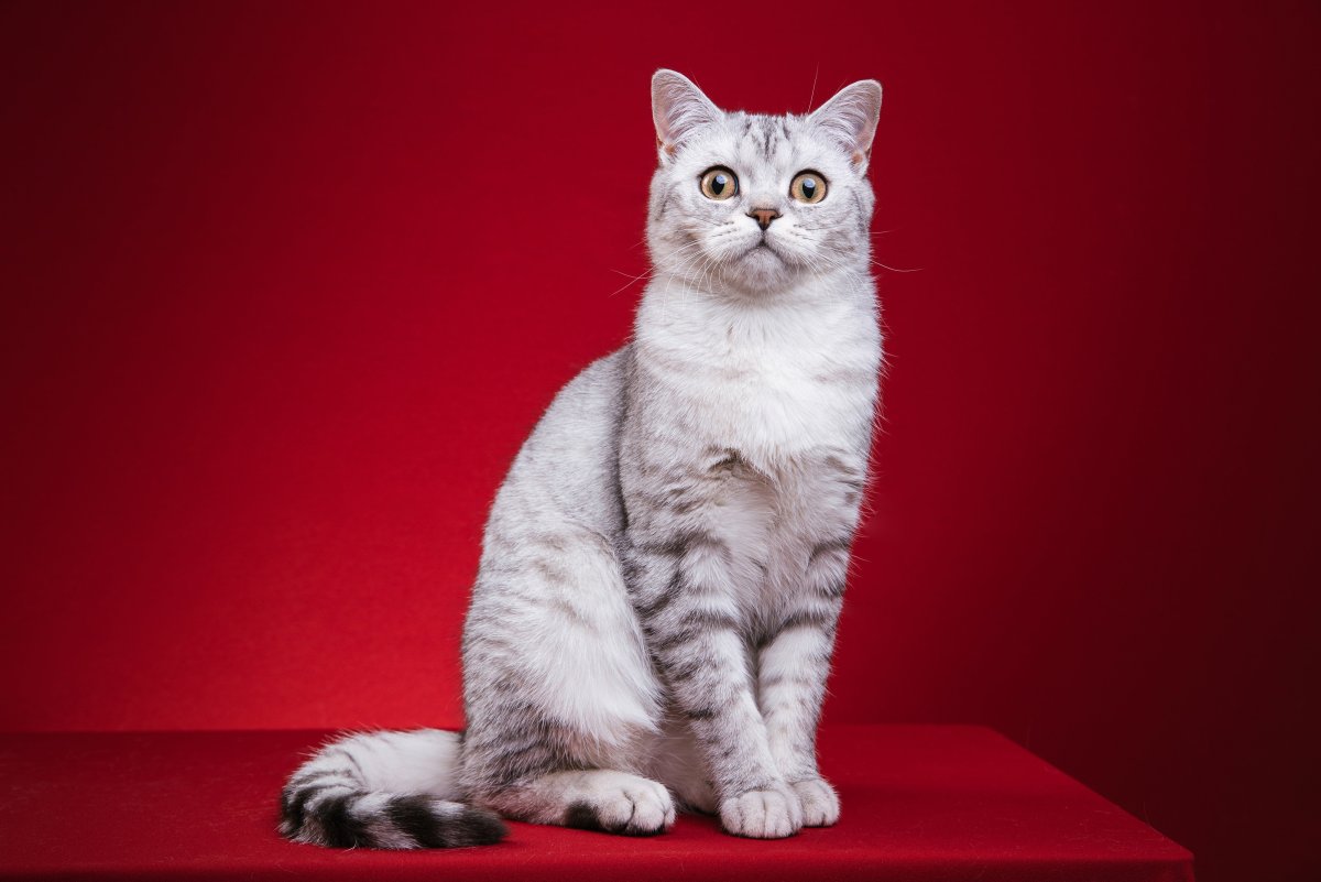 Шотландский скоттиш страйт белый