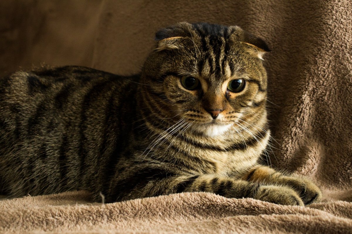 Шотландский вислоухий кот полосатый