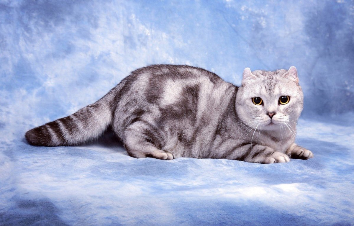 Шотландская скоттиш фолд дымчатый