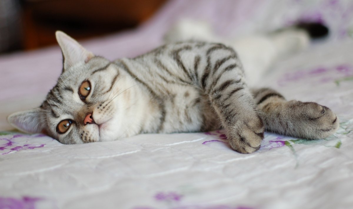 Полосатая кошка