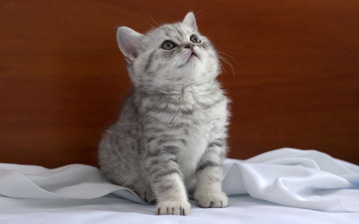 Шотландская кошка прямоухая скоттиш страйт полосатый
