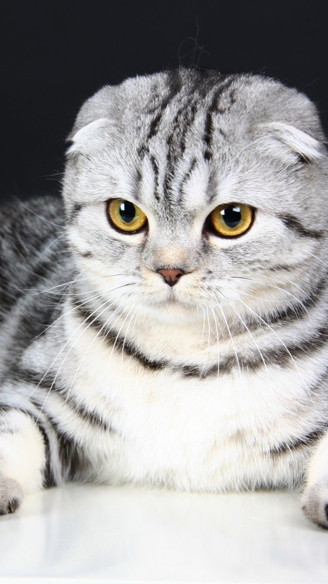 Шотландская весло у Хая кошка