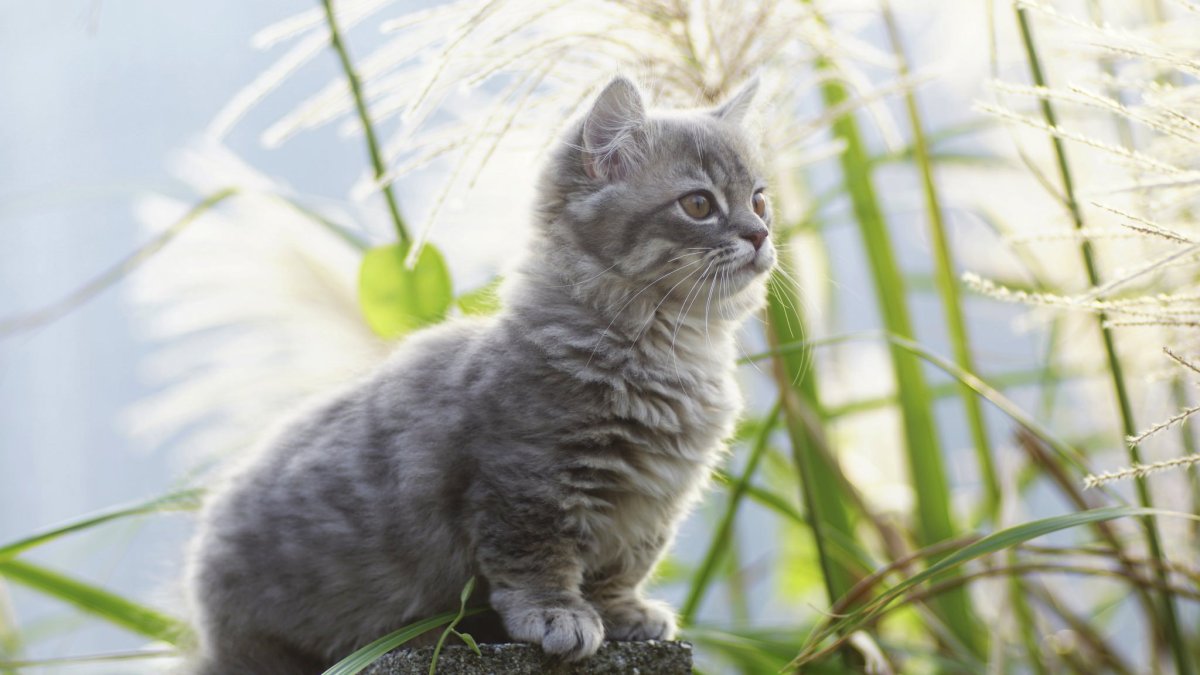 Кошка серая