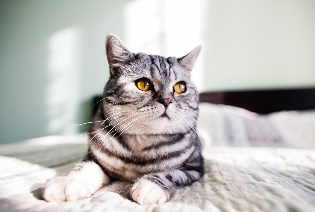 Британская кошка короткошерстная полосатая