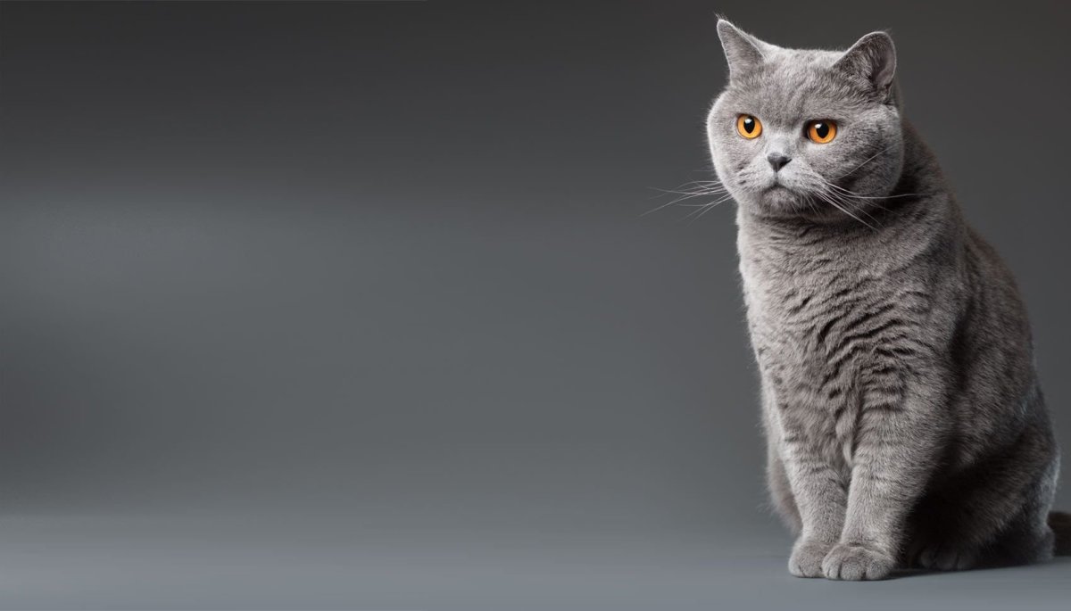 Британская кошка короткошерстная серая